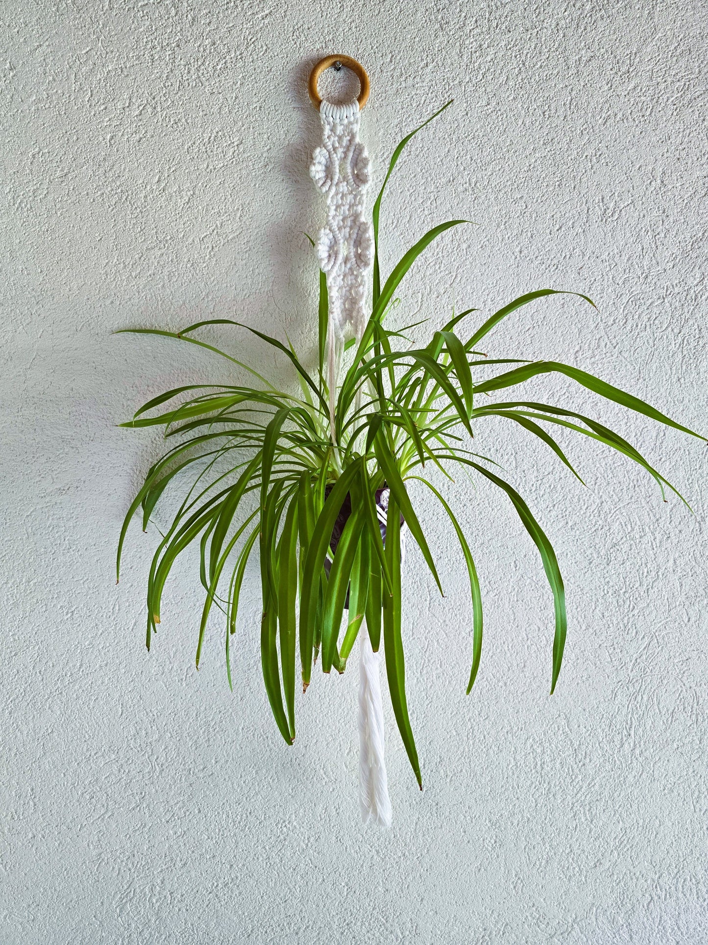 Suspension plantes - Blanc
