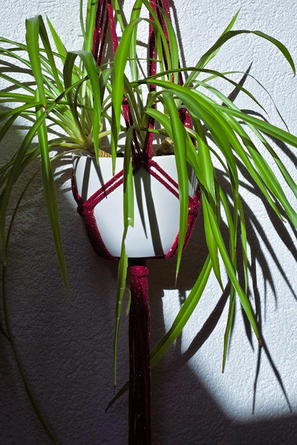 Suspensions plantes - Bordeaux et Fil or
